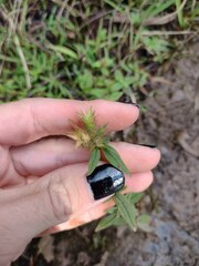 Pterolepis glomerata