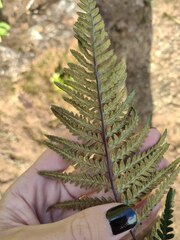 Pityrogramma austroamericana