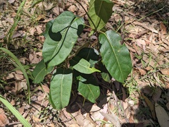 Leichhardtia rostrata