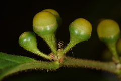 Lycianthes