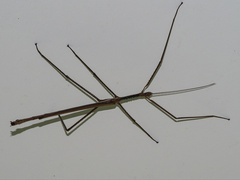 Phasmatini