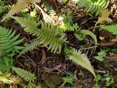 Blechnum appendiculatum