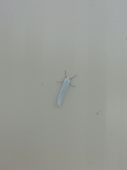 Coscinia chrysocephala