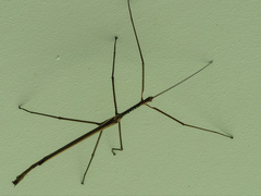 Phasmatini