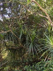 Freycinetia arborea