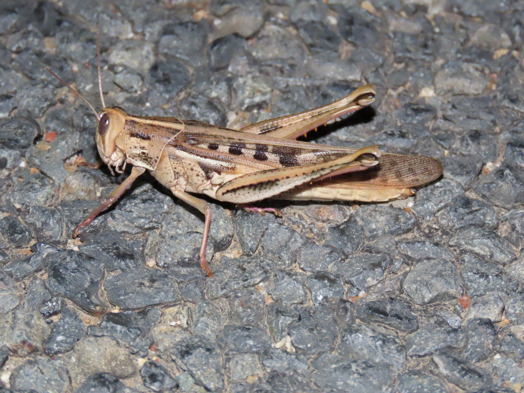 Confusing Spur-throated Locust