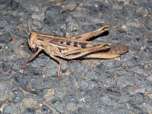Austracris proxima (Walker, 1870)