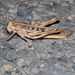 Confusing Spur-throated Locust - Photo (c) Richard D Reams, some rights reserved (CC BY-NC), uploaded by Richard D Reams