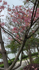 Ceiba speciosa