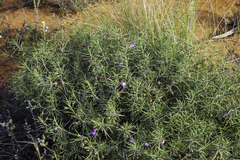 Eremophila gilesii