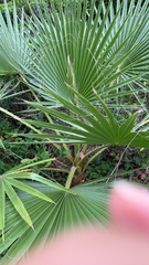 Washingtonia robusta