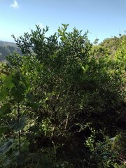 Citharexylum caudatum