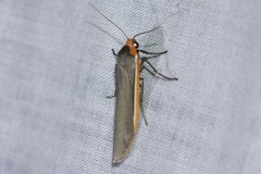Palaeosia bicosta