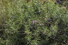 Eremophila gilesii