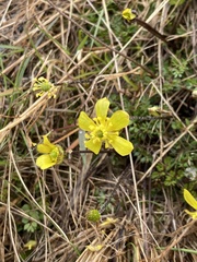 Ranunculus gracilipes