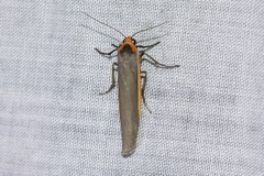 Palaeosia bicosta