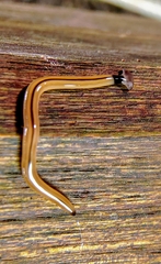 Bipalium vagum