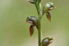 Pterostylis squamata