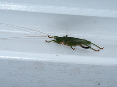 Austrosalomona destructor