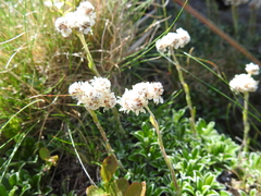 Antennaria dioica
