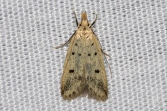 Atheropla decaspila