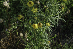 Xerochrysum