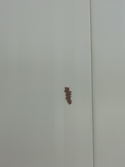 Coscinia chrysocephala