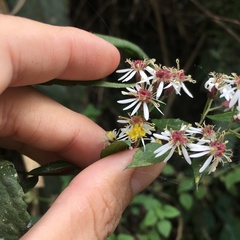 Aster taiwanensis