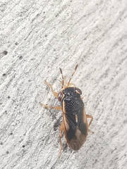 Stylogeocoris elongatus