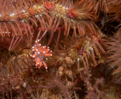 Coryphella