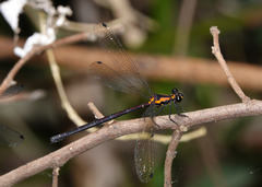 Austroargiolestes chrysoides