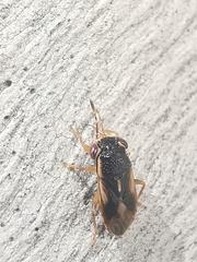 Stylogeocoris elongatus