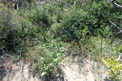 Indigofera candicans