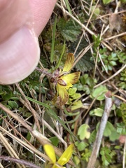 Ranunculus gracilipes