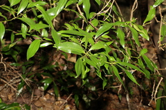 Cryptocarya laevigata