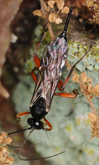 Pimpla spuria