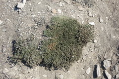 Nanophyton grubovii