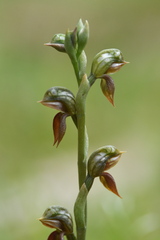 Pterostylis squamata