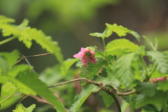 Rubus hawaiensis