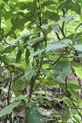 Saurauia tristyla