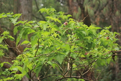 Rubus hawaiensis