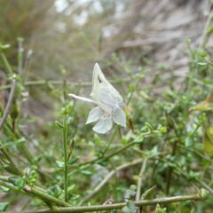 Prostanthera chlorantha