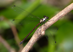 Austroargiolestes chrysoides