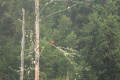 Drepanis coccinea
