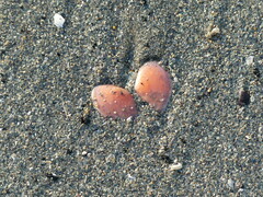 Tellinidae