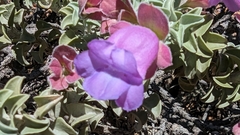 Eremophila rotundifolia