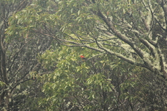Drepanis coccinea