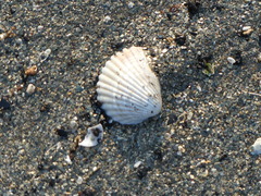 Acanthocardia tuberculata