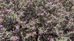 Eremophila rotundifolia