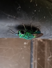 Chrysis lincea